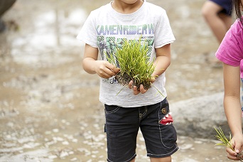 親子でお田植え体験参加者募集