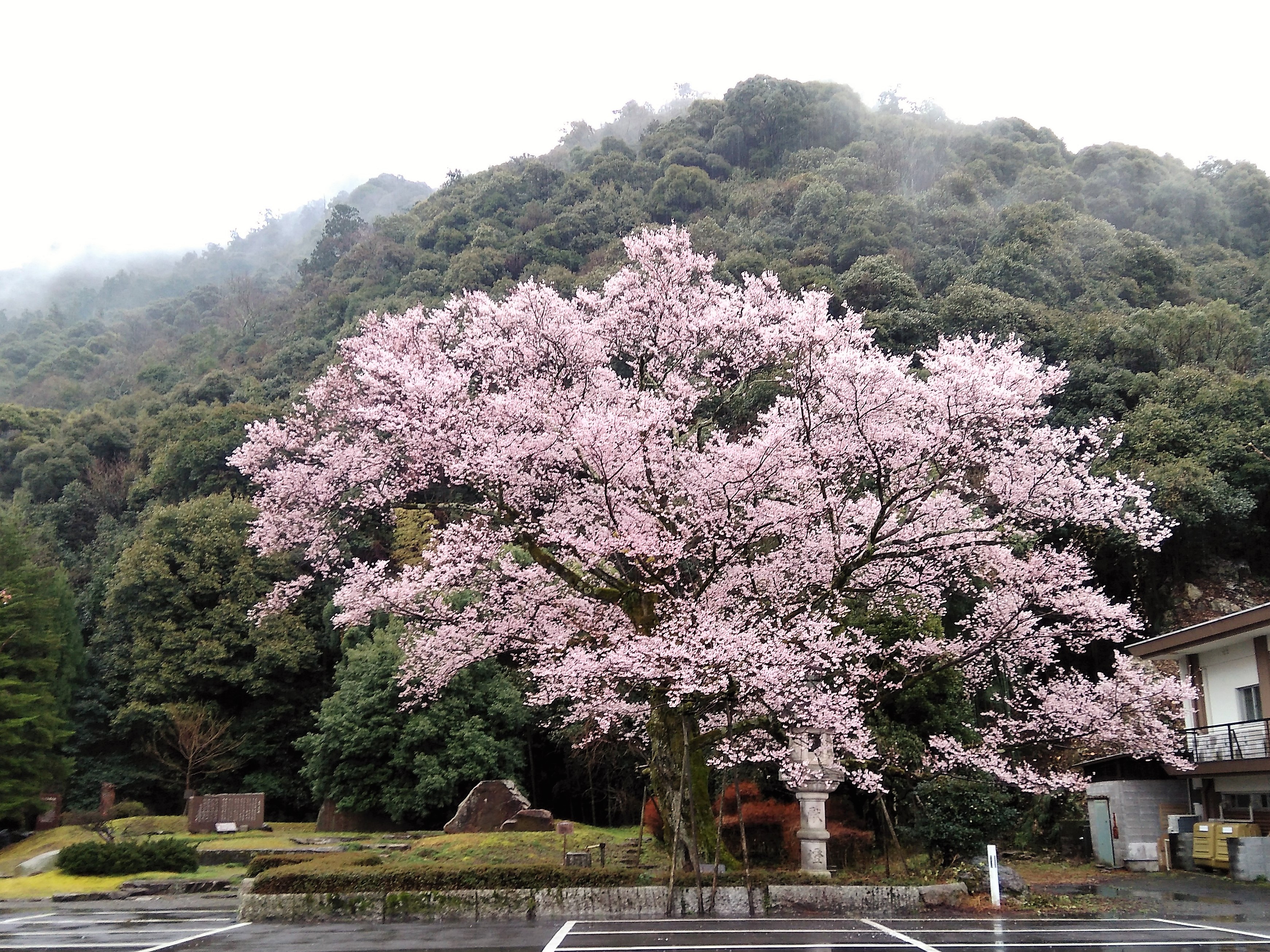 鵜飼桜満開