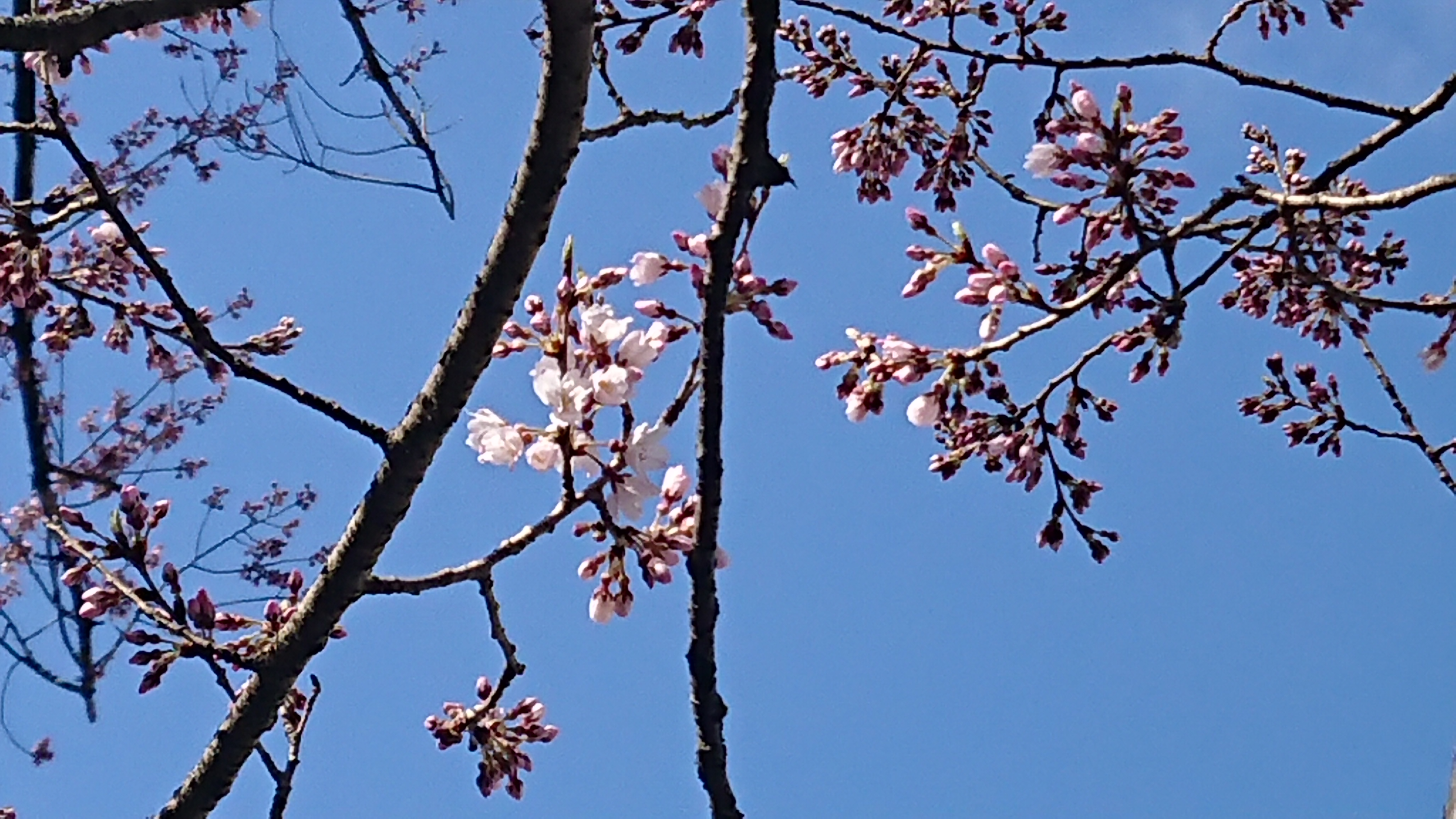 鵜飼桜