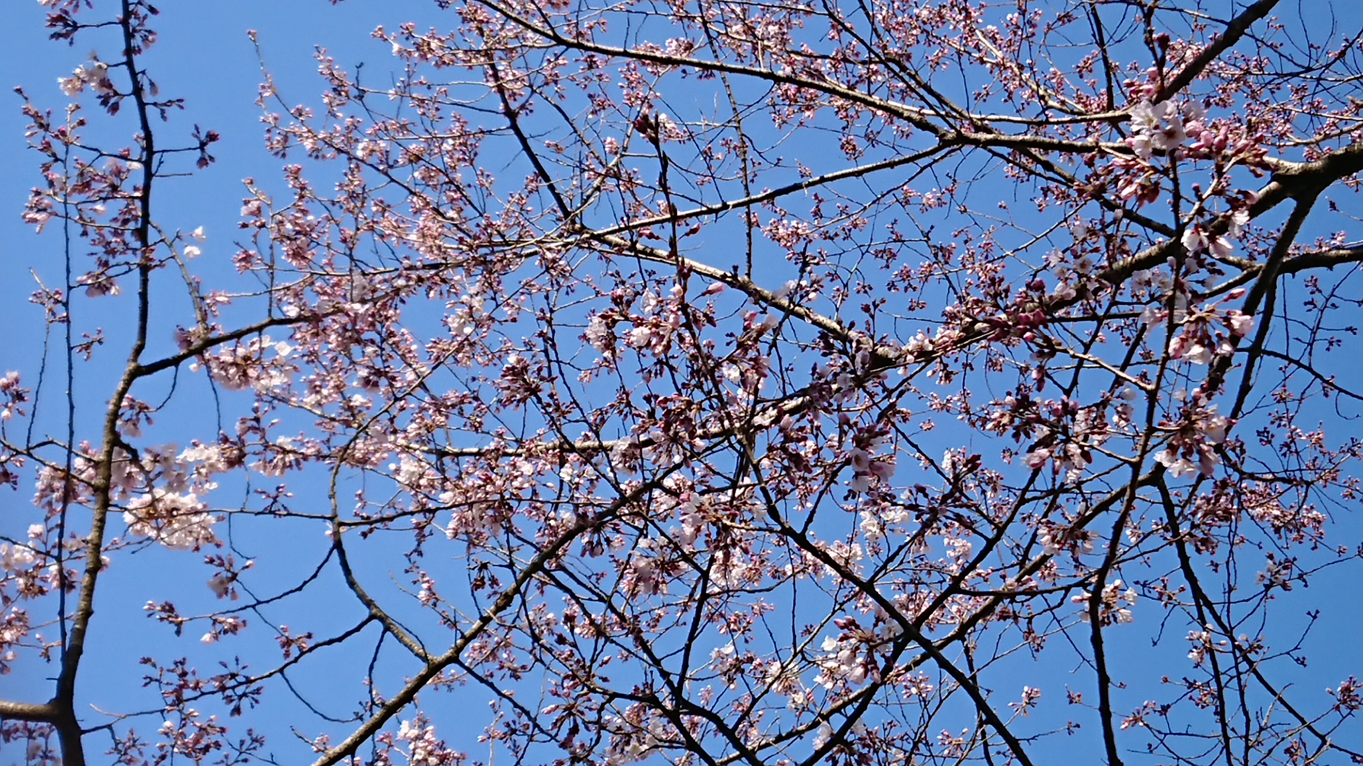 鵜飼桜開花情報