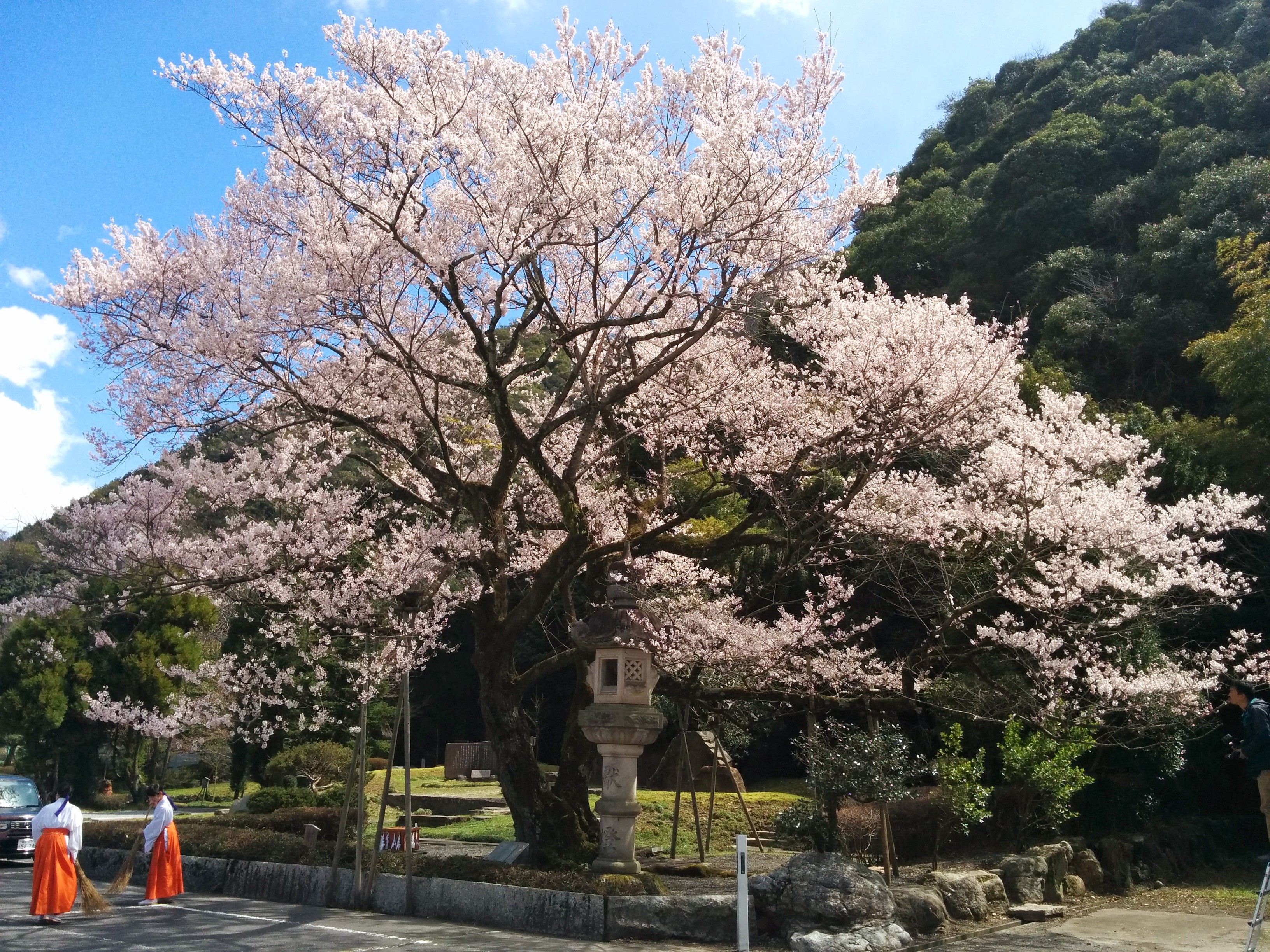 鵜飼桜開花情報