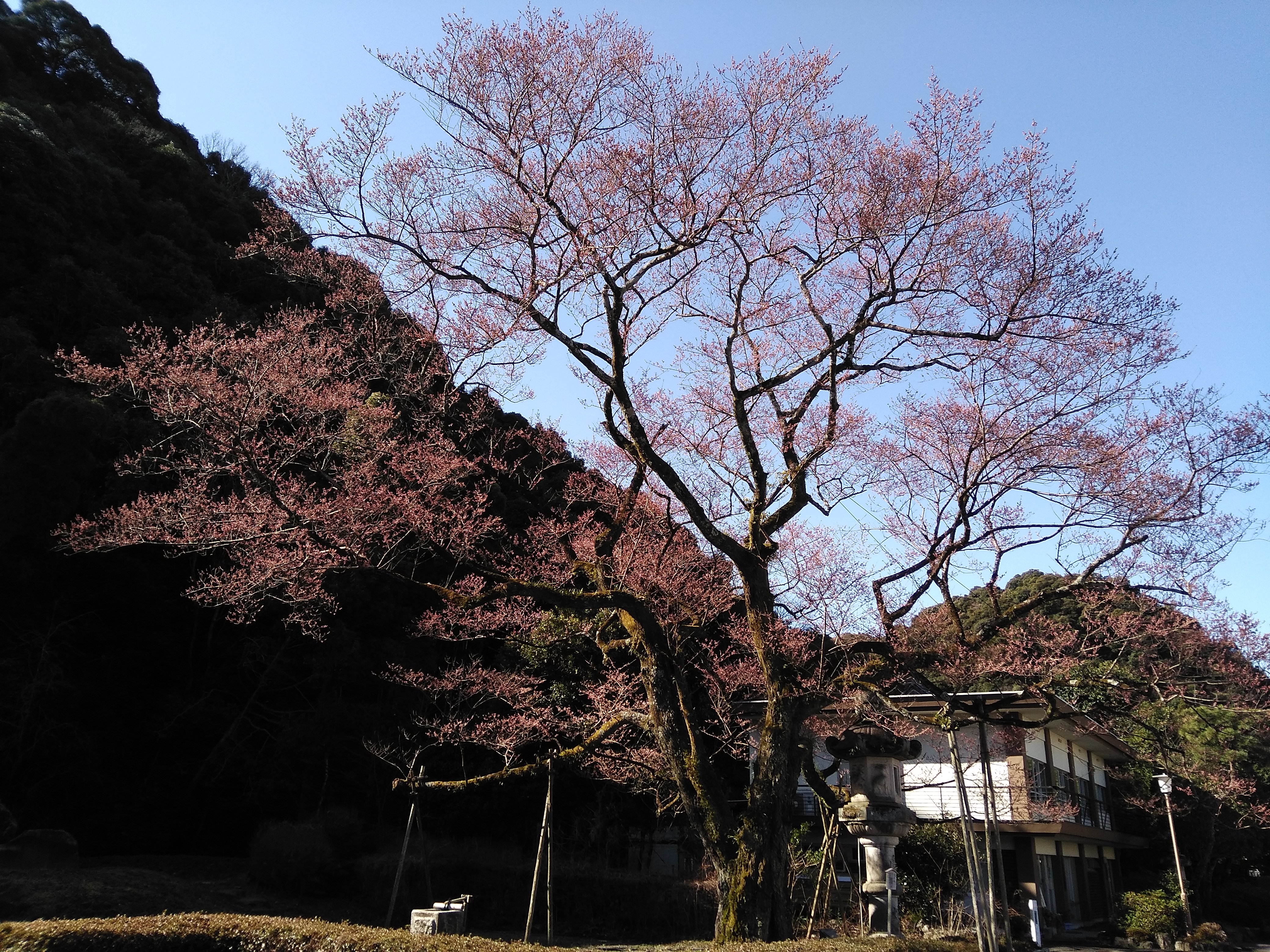 鵜飼桜開花